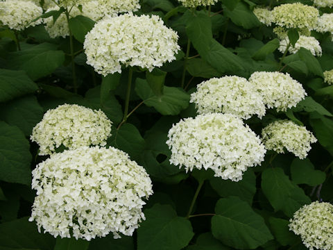 Hydrangea arborescens 'Annabelle'