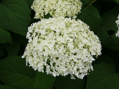 Hydrangea arborescens 'Annabelle'