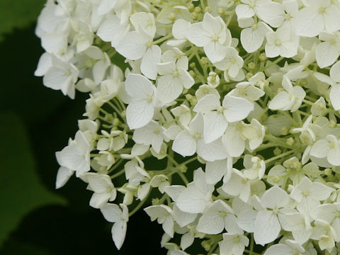 Hydrangea arborescens 'Annabelle'