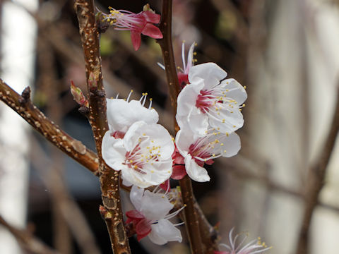Prunus armeniaca cv. Katy