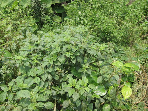 Amaranthus viridis