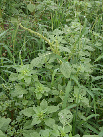 Amaranthus viridis