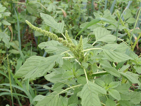 Amaranthus viridis