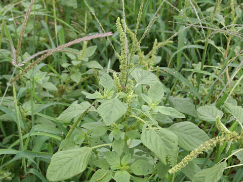 Amaranthus viridis