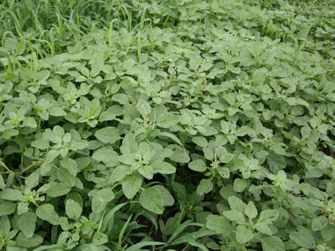 Amaranthus viridis