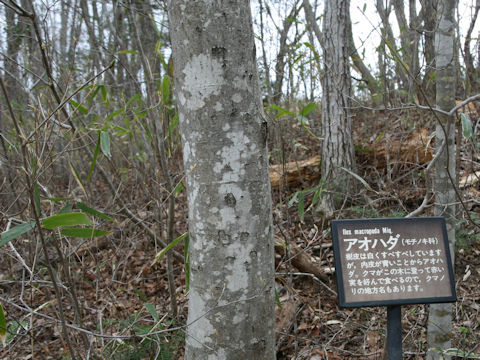Ilex macropoda