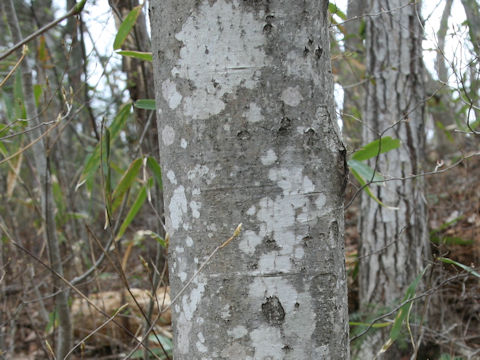 Ilex macropoda