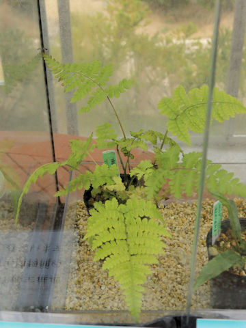 Diplazium kawakamii