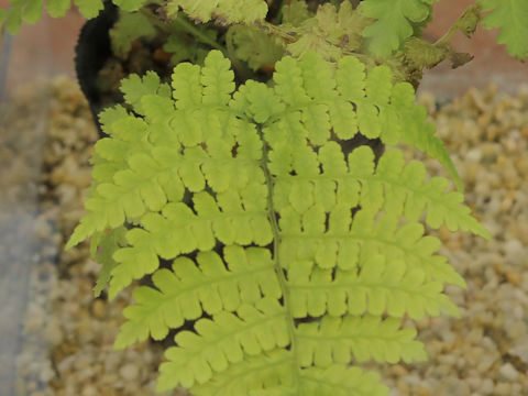 Diplazium kawakamii