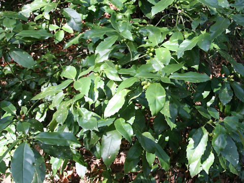 Aucuba japonica