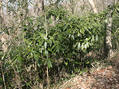 Aucuba japonica