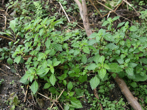 Pilea mongolica