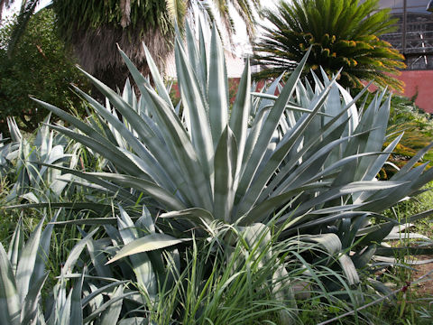 Agave americana