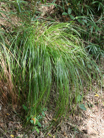 Carex leucochlora