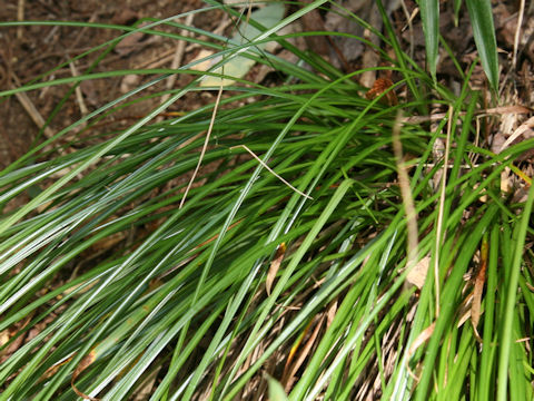 Carex leucochlora