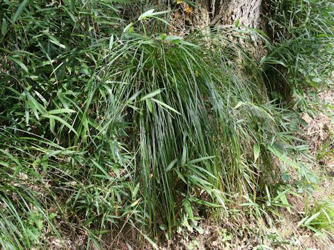 Carex leucochlora