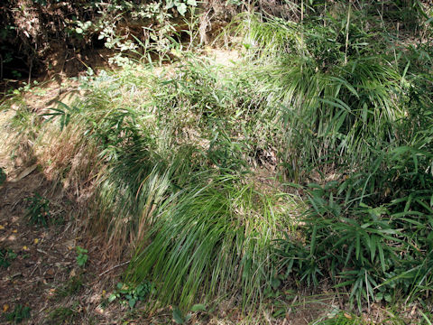 Carex leucochlora