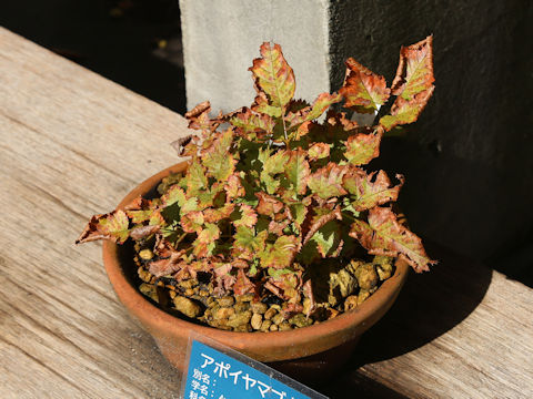 Aruncus dioicus var. subrotundatus
