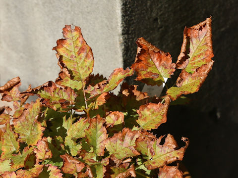 Aruncus dioicus var. subrotundatus
