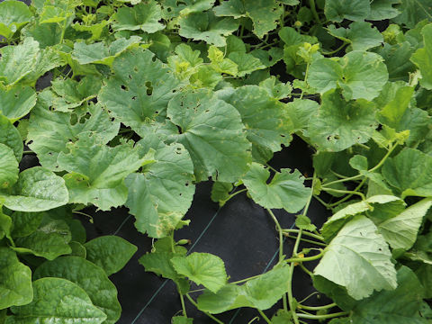 Cucumis melo var. dudaim