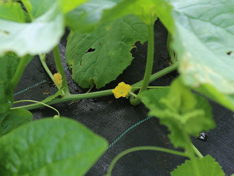 Cucumis melo var. dudaim