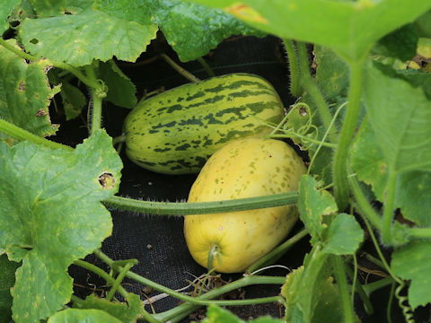 Cucumis melo var. dudaim