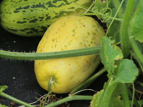 Cucumis melo var. dudaim