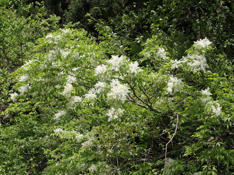 Fraxinus lanuginosa