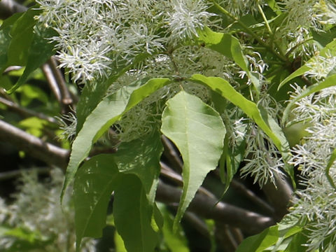 Fraxinus lanuginosa