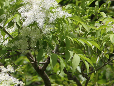 Fraxinus lanuginosa