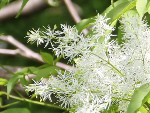 Fraxinus lanuginosa