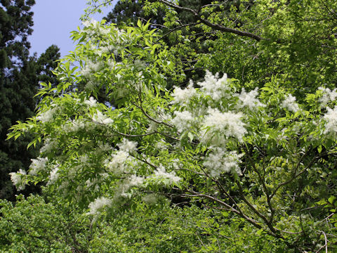 Fraxinus lanuginosa