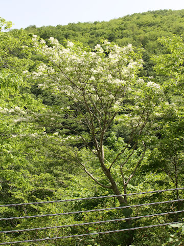 Fraxinus lanuginosa