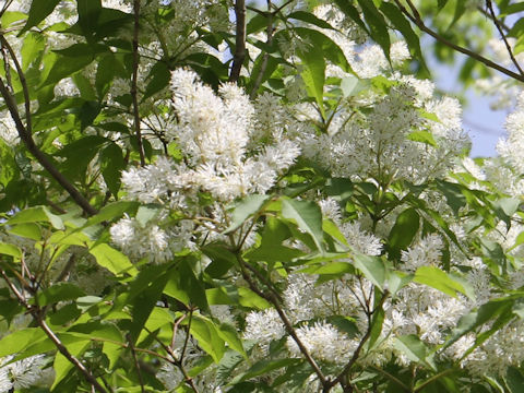 Fraxinus lanuginosa