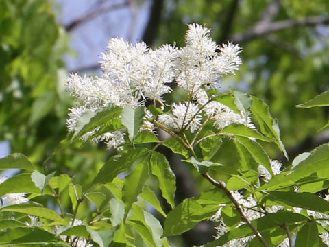 Fraxinus lanuginosa