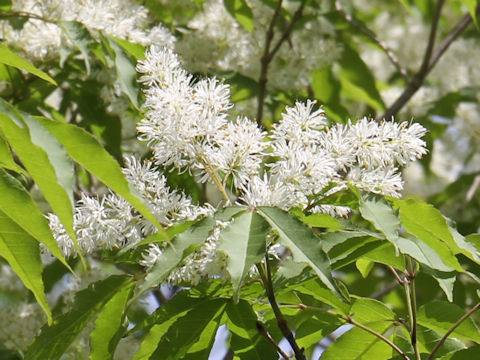 Fraxinus lanuginosa