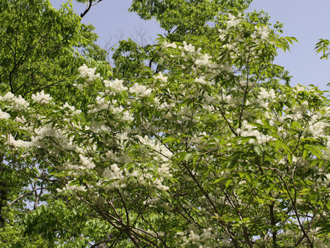 Fraxinus lanuginosa