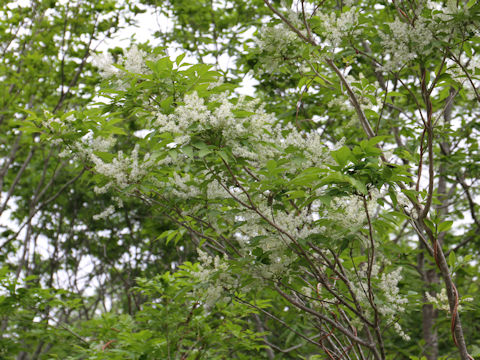 Fraxinus lanuginosa