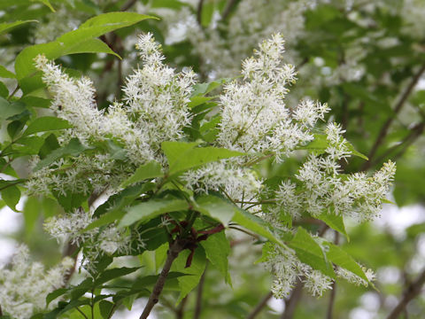 Fraxinus lanuginosa