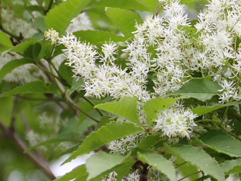 Fraxinus lanuginosa