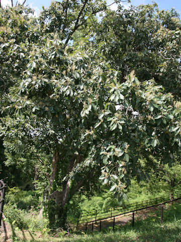 Quercus glauca