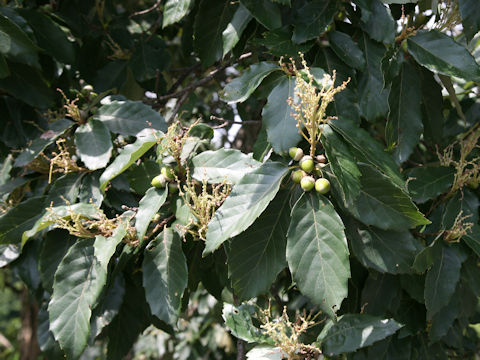 Quercus glauca