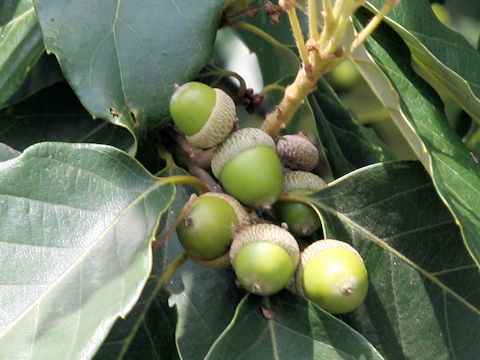 Quercus glauca