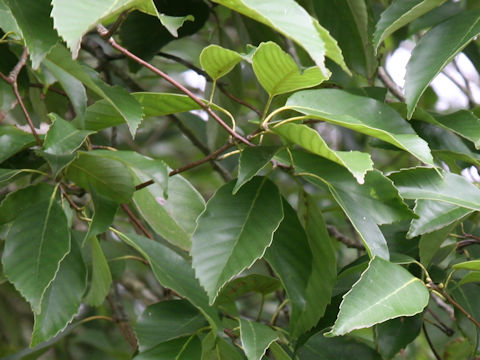 Quercus glauca