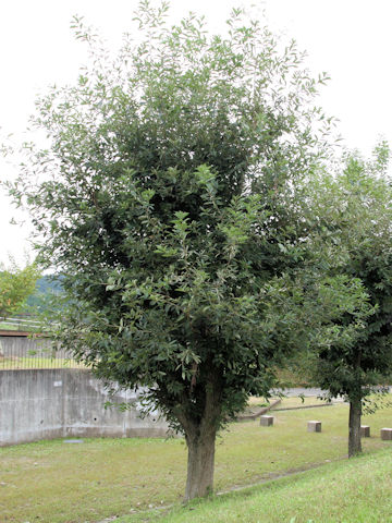 Quercus glauca