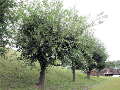 Quercus glauca