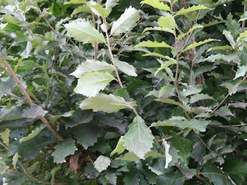 Quercus glauca