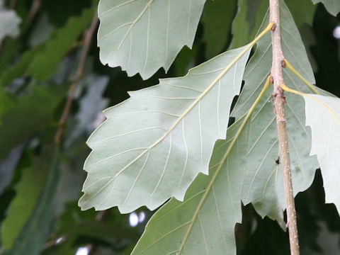 Quercus glauca