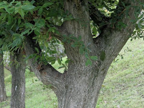 Quercus glauca