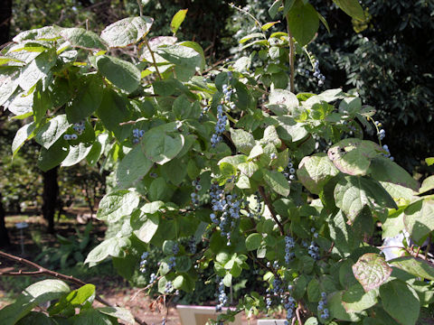 Vaccinium ciliatum